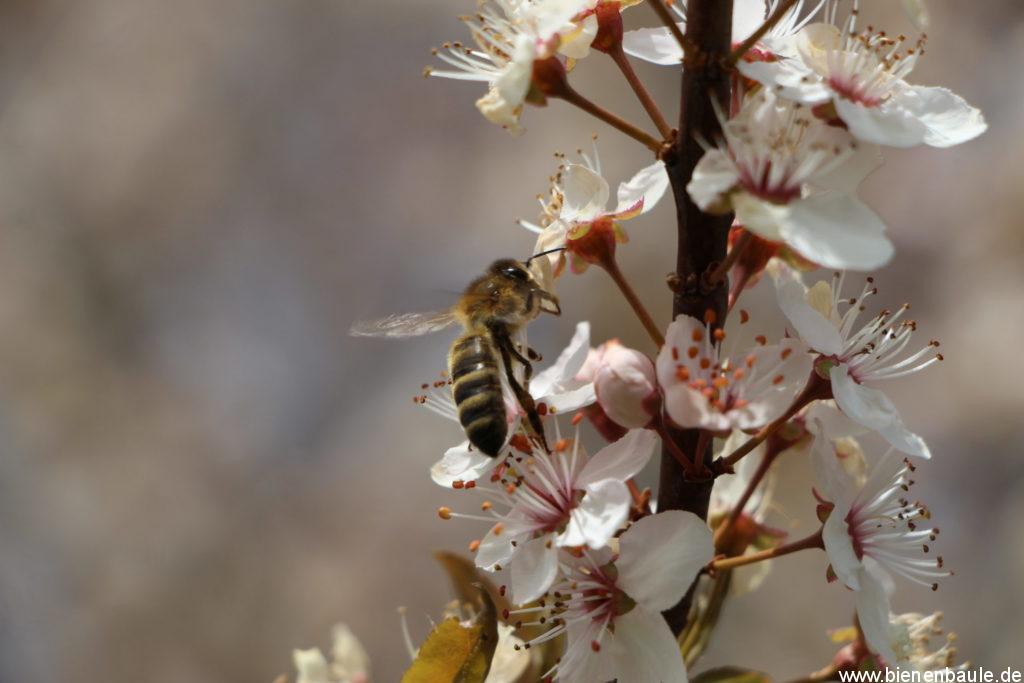 Eine Biene sitzt auf einer Blüte eines Obstbaumes