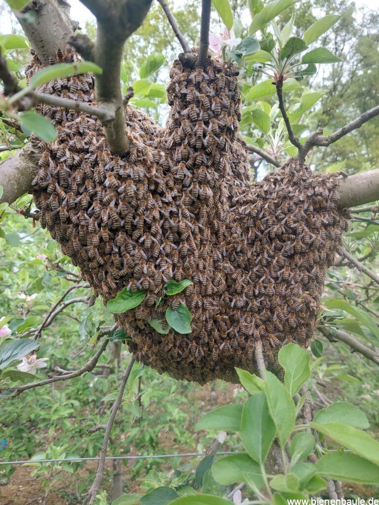 Ein Bienenschwarm im Baum